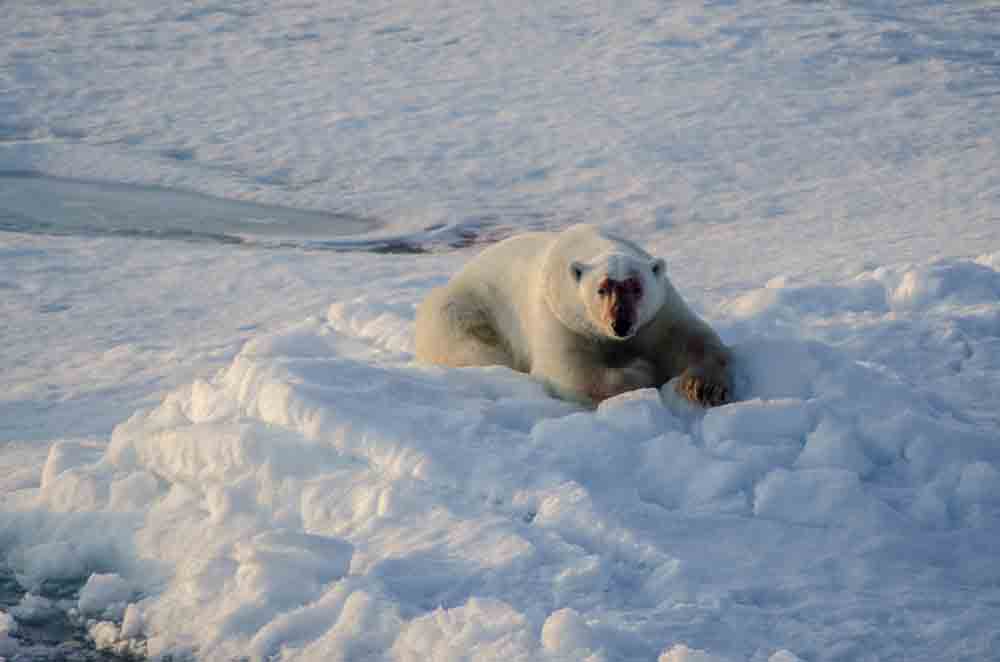 Oso Polar - islas Svalbard - Noruega 56.jpg
